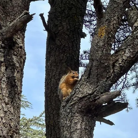 Cedrus Life Tesisi Erdemli